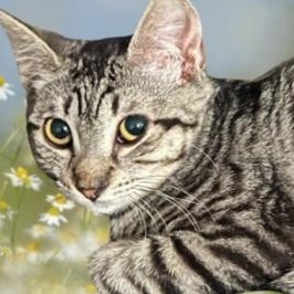 Enlarge Louise (Thelma), a Adoptable Tabby in HUNTINGTON BEACH, CA image 5/6