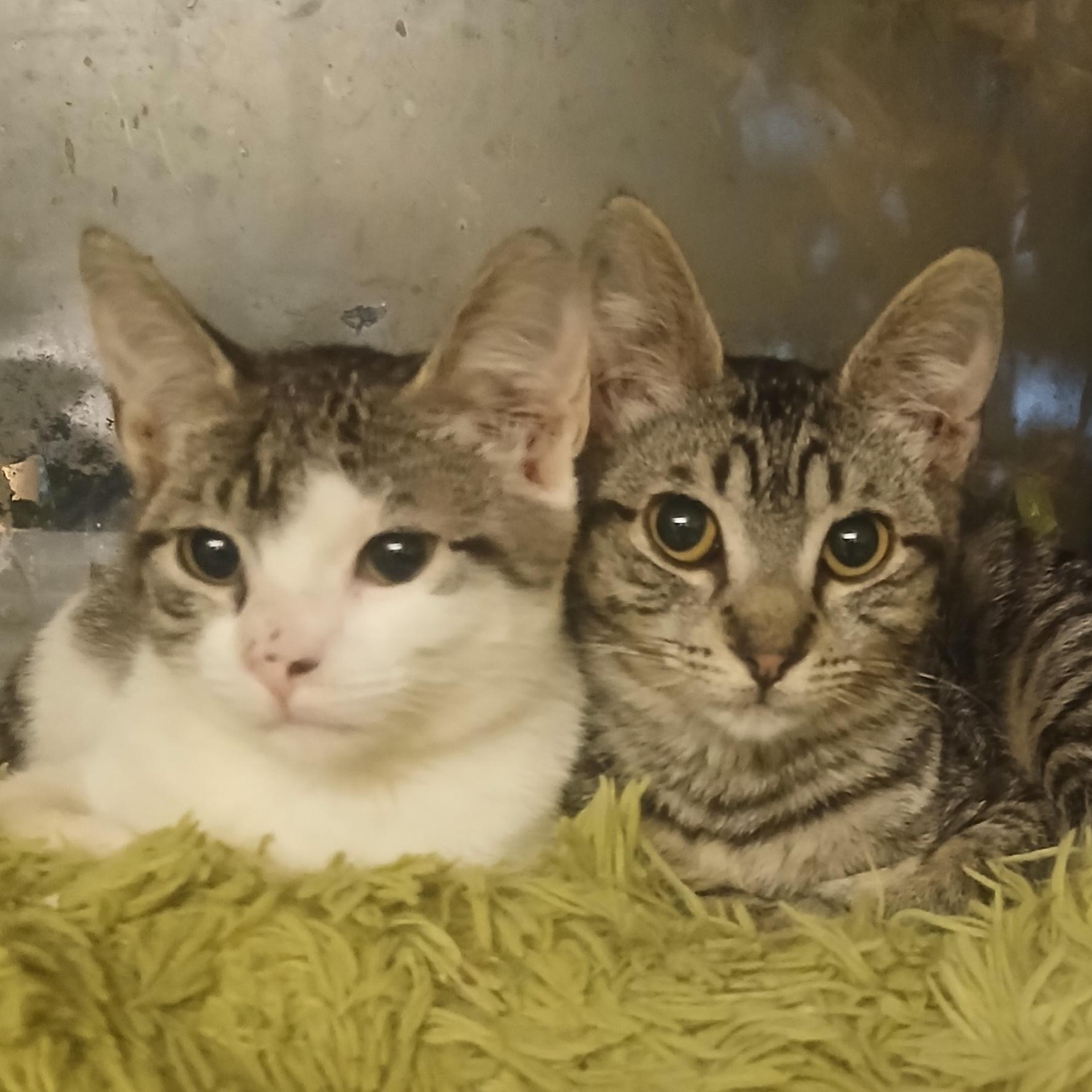 Enlarge Louise (Thelma), a Adoptable Tabby in HUNTINGTON BEACH, CA image 4/6