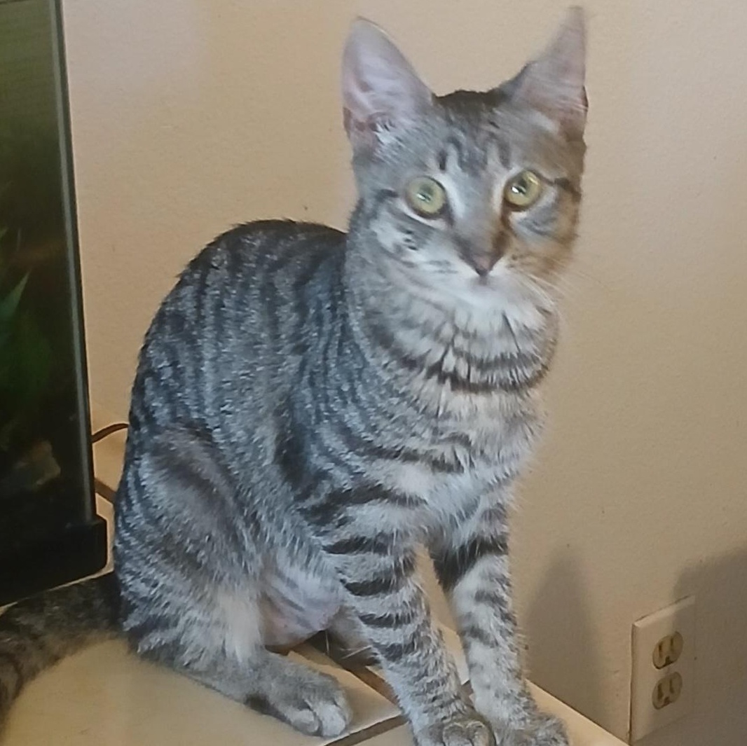 Enlarge Louise (Thelma), a Adoptable Tabby in HUNTINGTON BEACH, CA image 6/6