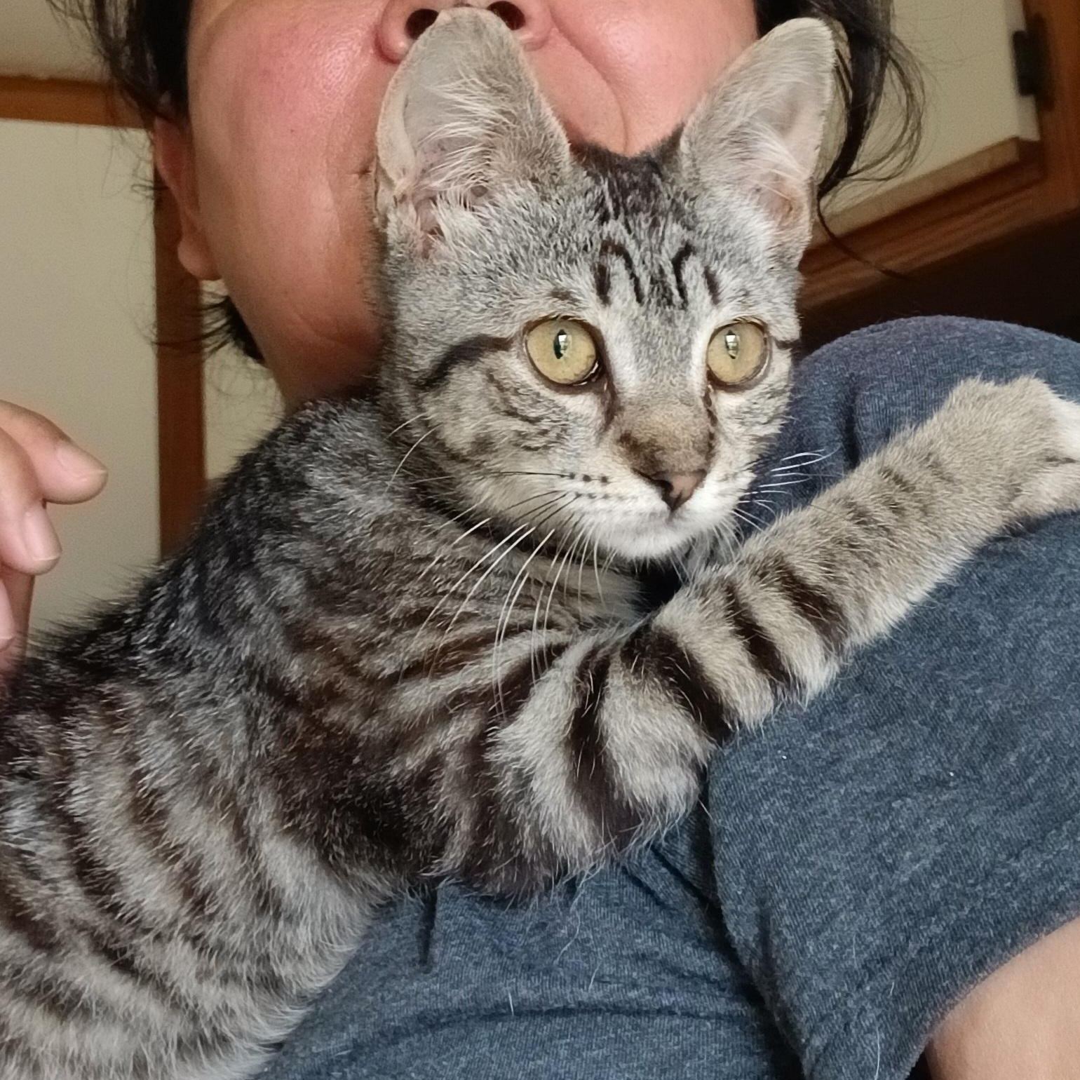 Enlarge Louise (Thelma), a Adoptable Tabby in HUNTINGTON BEACH, CA image 1/6