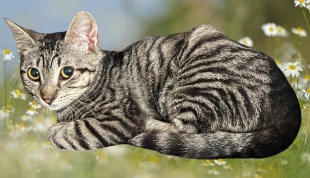 Enlarge Louise (Thelma), a Adoptable Tabby in HUNTINGTON BEACH, CA image 3/6