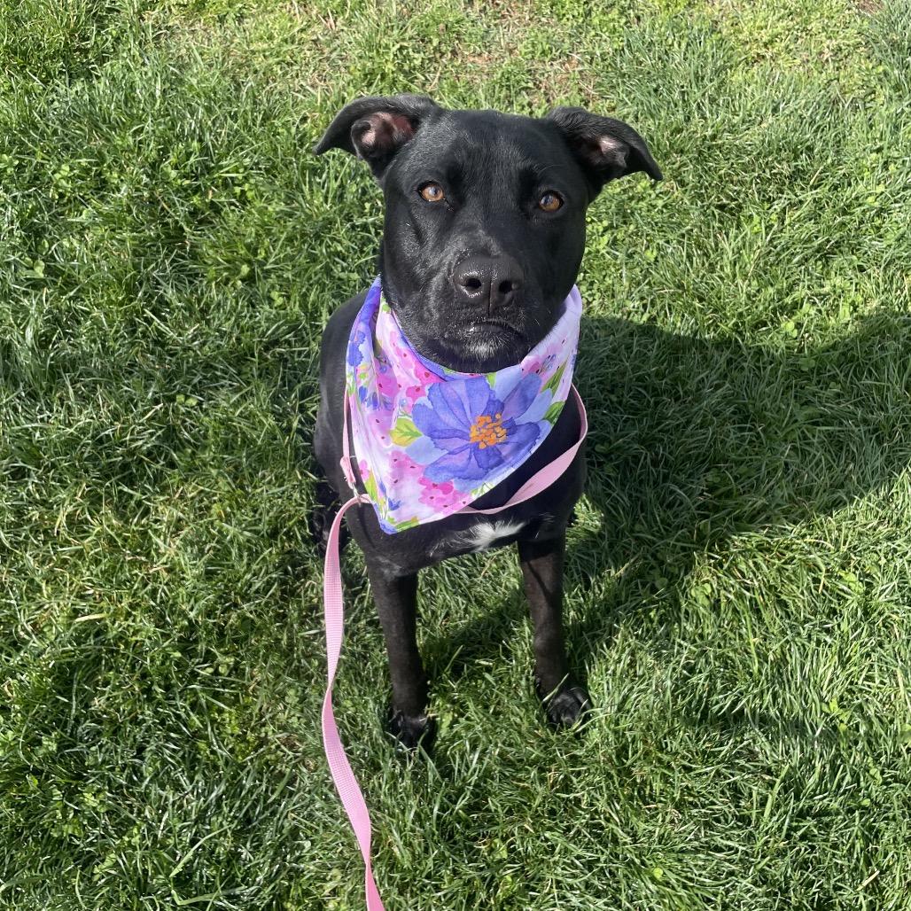 Hazel May, a Adoptable mixed breed in Springfield, MO image 1/6