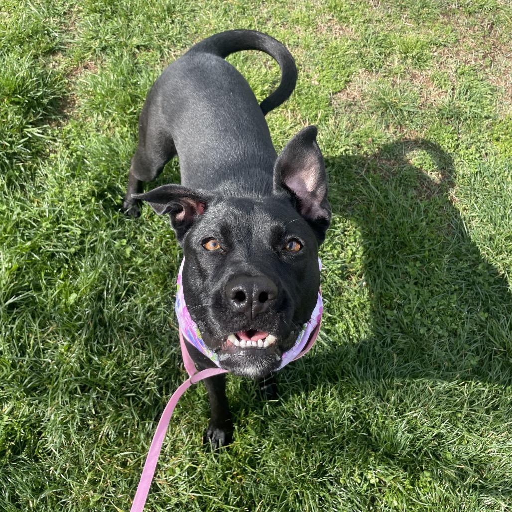 Hazel May, a Adoptable mixed breed in Springfield, MO image 2/6