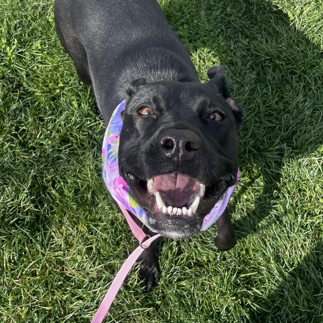 Hazel May, a Adoptable mixed breed in Springfield, MO image 3/6