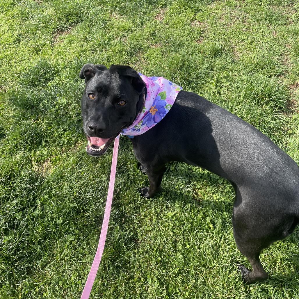 Hazel May, a Adoptable mixed breed in Springfield, MO image 4/6