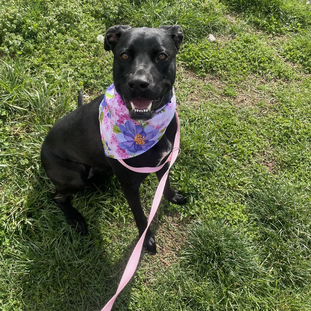 Hazel May, a Adoptable mixed breed in Springfield, MO image 5/6