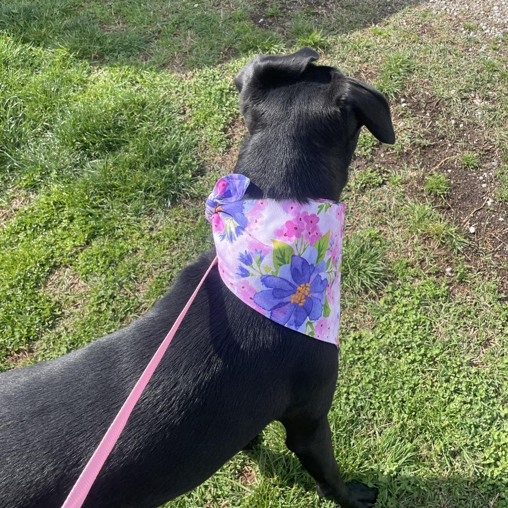 Hazel May, a Adoptable mixed breed in Springfield, MO image 6/6