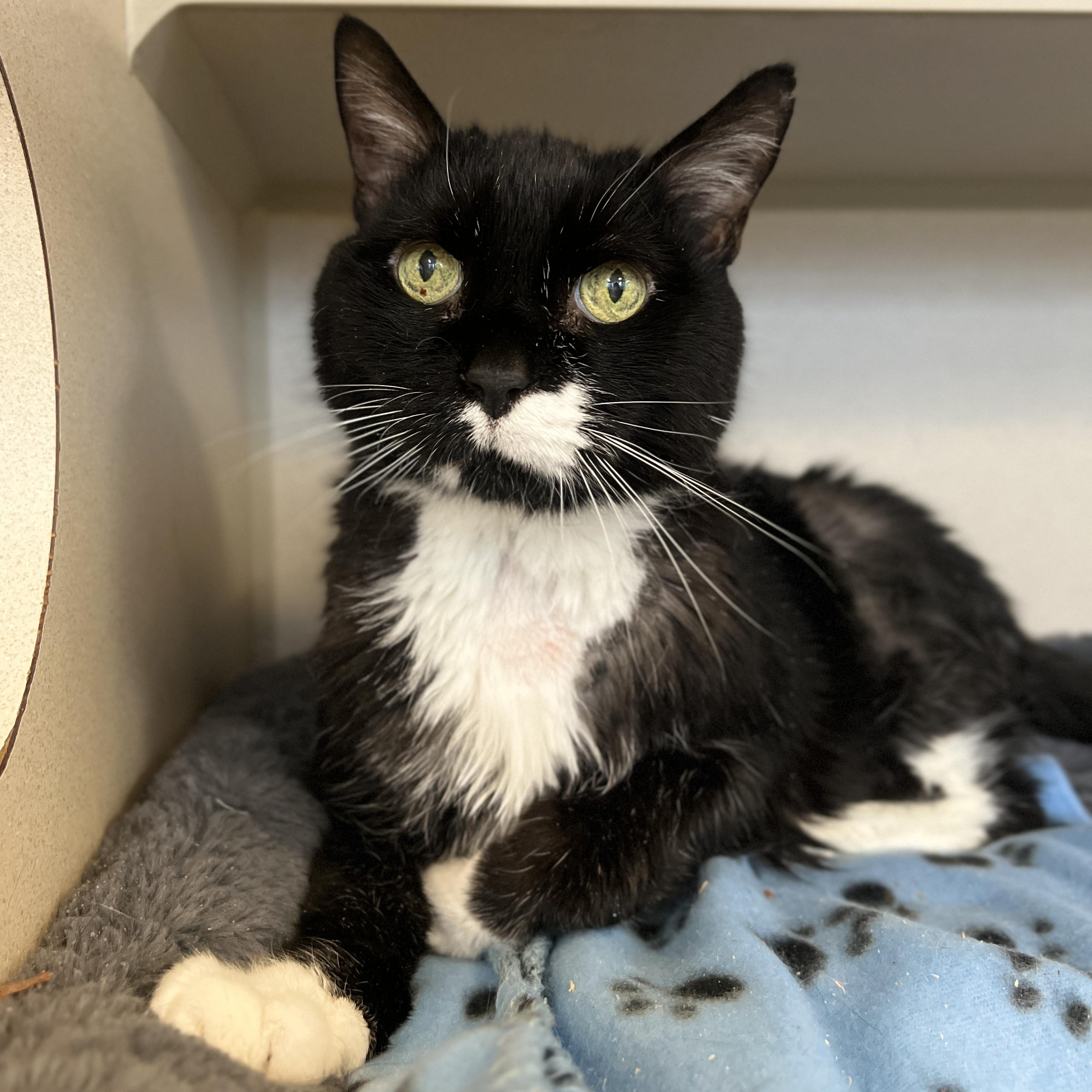 Enlarge JG Wentworth, a ADOPTABLE Domestic Short Hair in Eatontown, NJ image 1/4