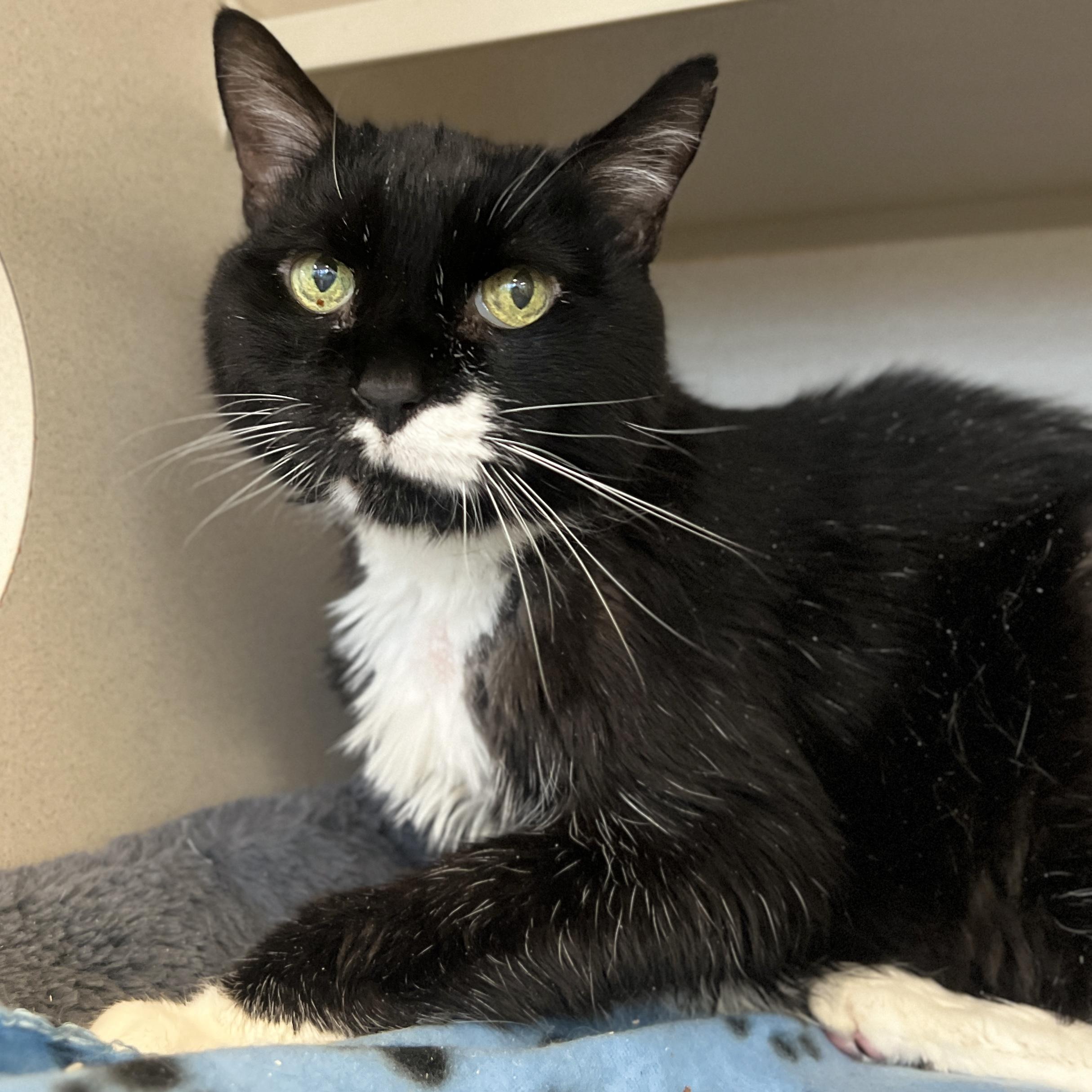 Enlarge JG Wentworth, a ADOPTABLE Domestic Short Hair in Eatontown, NJ image 3/4