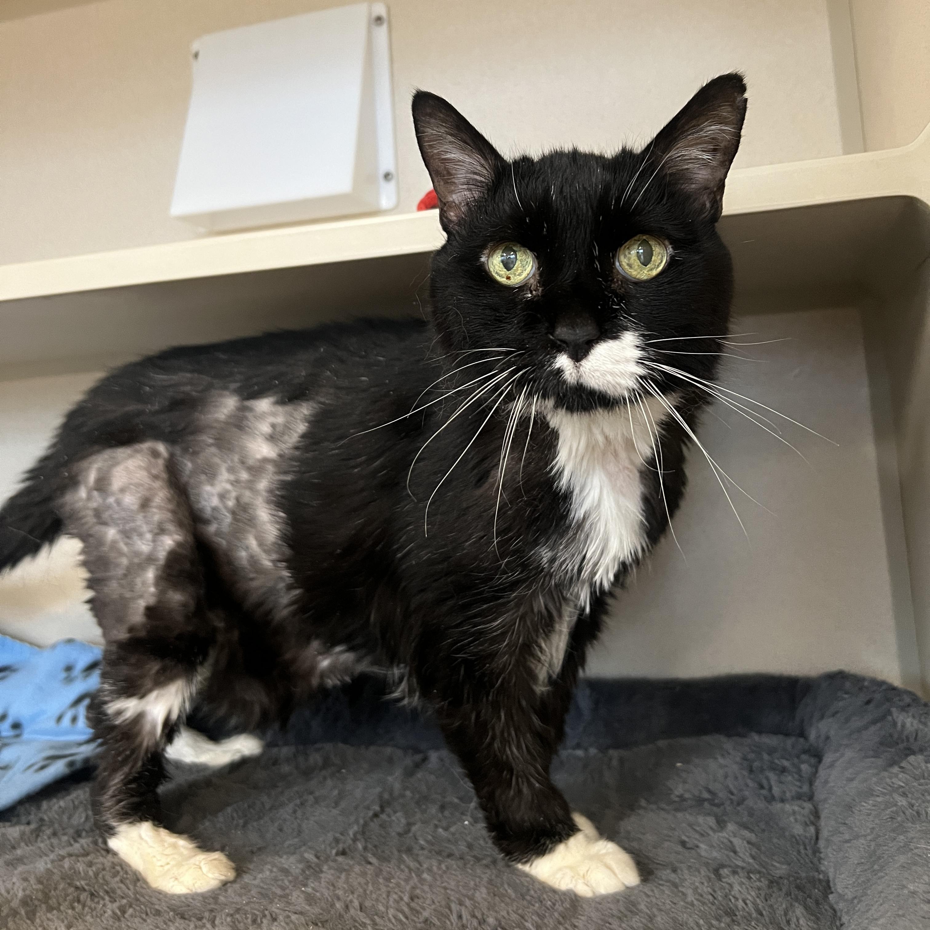 Enlarge JG Wentworth, a ADOPTABLE Domestic Short Hair in Eatontown, NJ image 4/4