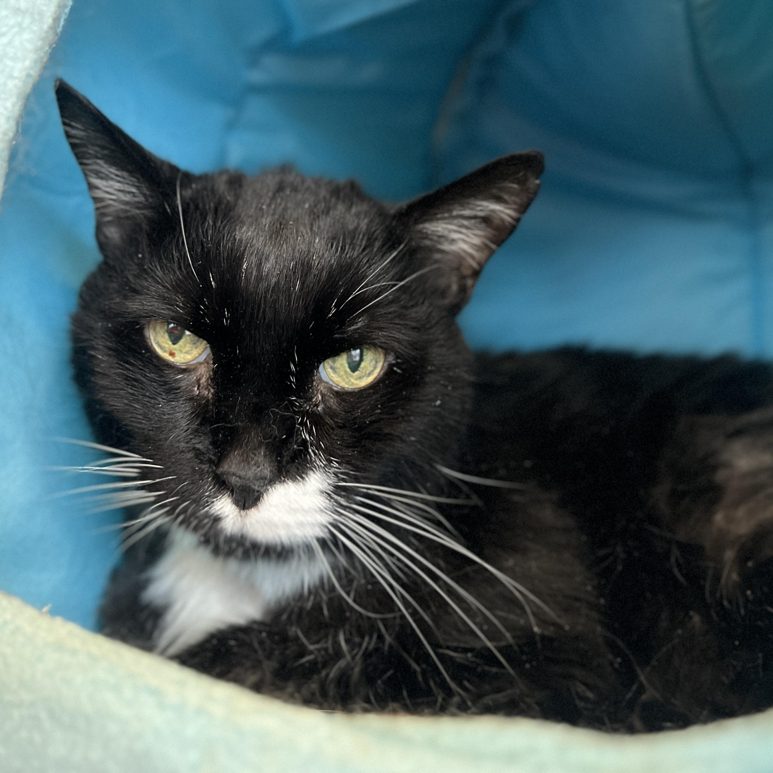 Enlarge JG Wentworth, a ADOPTABLE Domestic Short Hair in Eatontown, NJ image 2/4