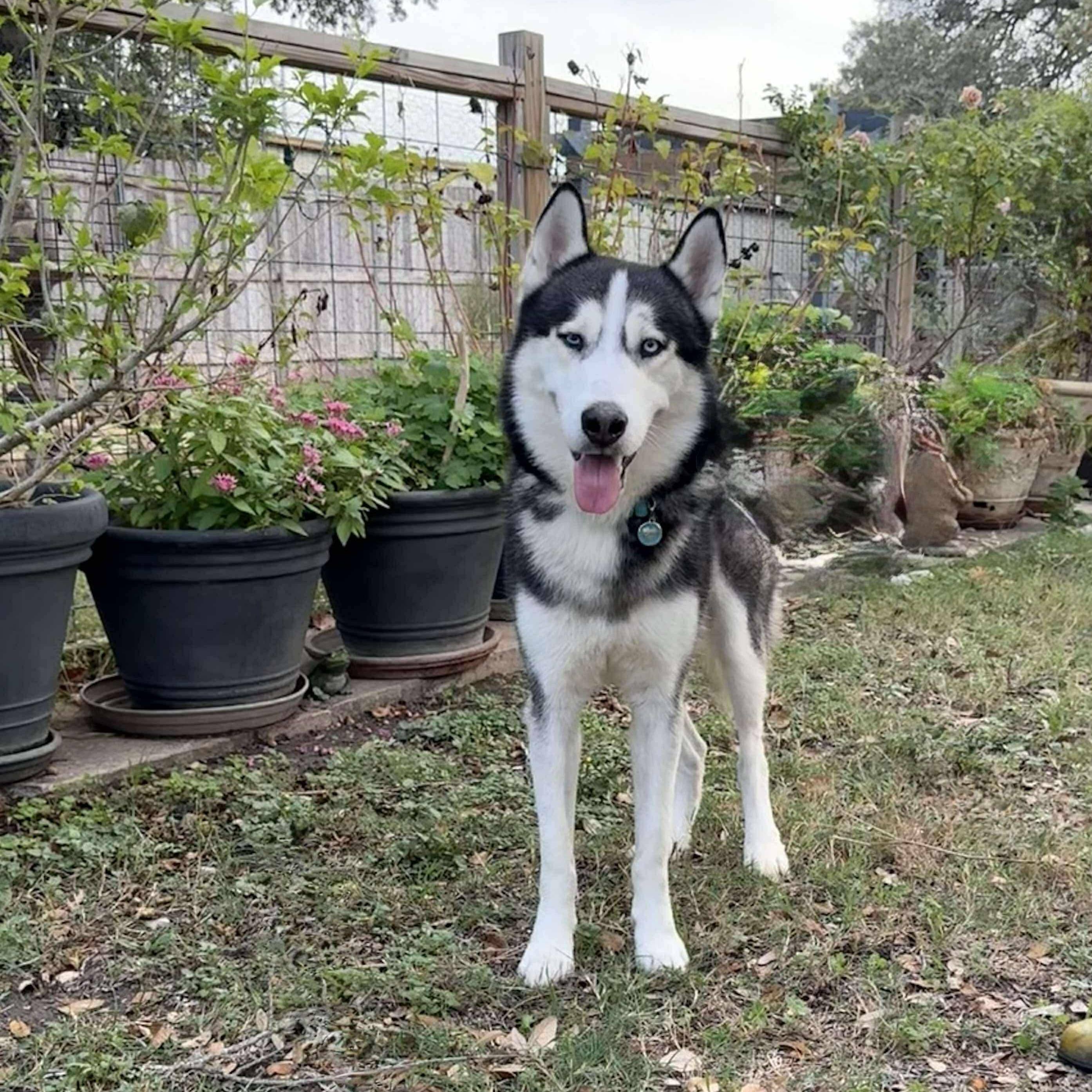 Enlarge Sokka is a cool Dudddddde, a Adoptable Siberian Husky in North Branford, CT image 5/6