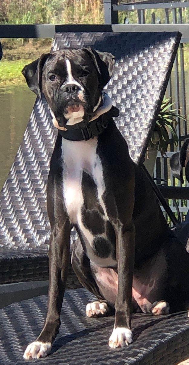 Enlarge Luna F26-001, a Adopted Boxer in Crestview, FL image 1/3