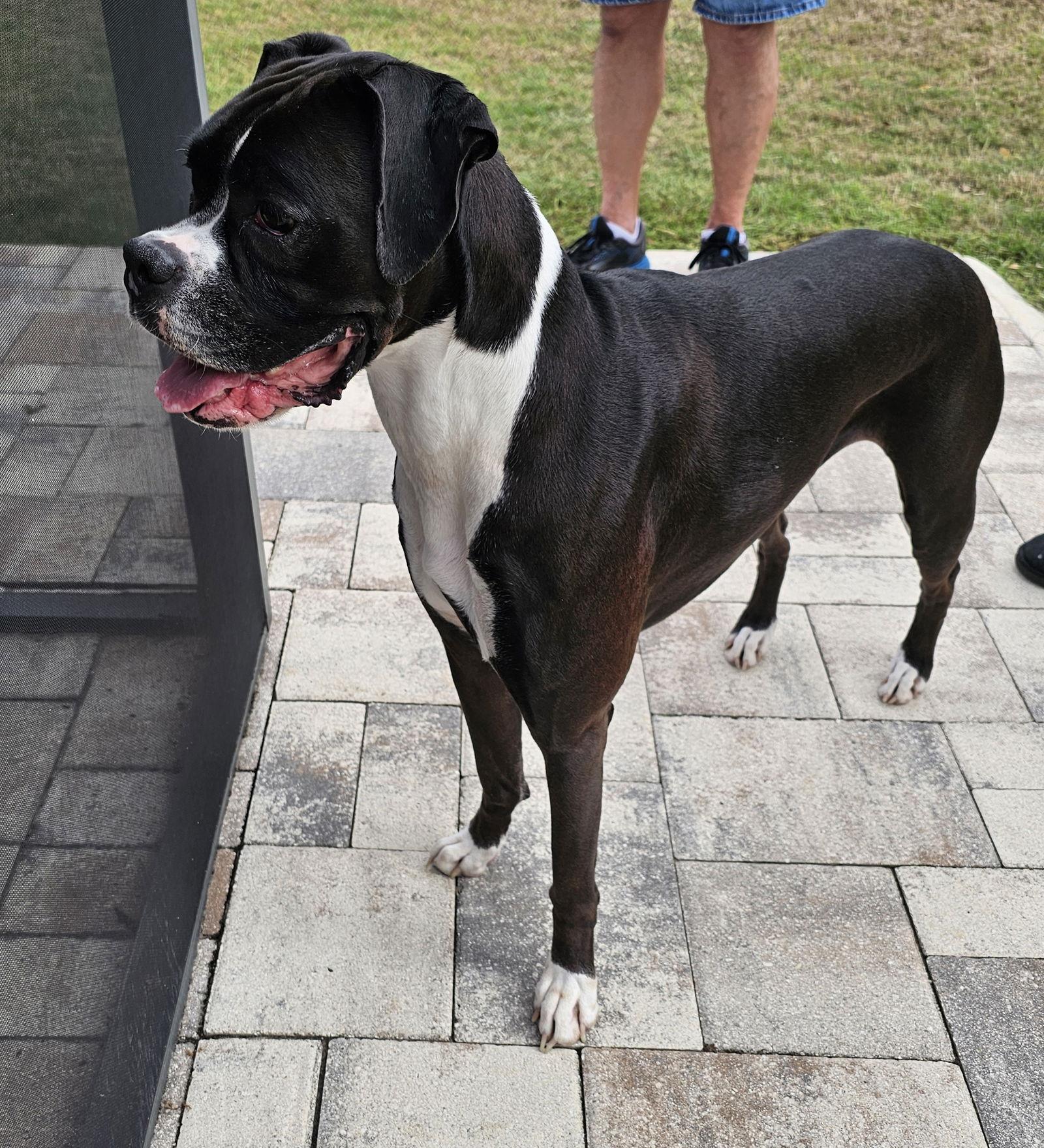 Enlarge Luna F26-001, a Adopted Boxer in Crestview, FL image 2/3