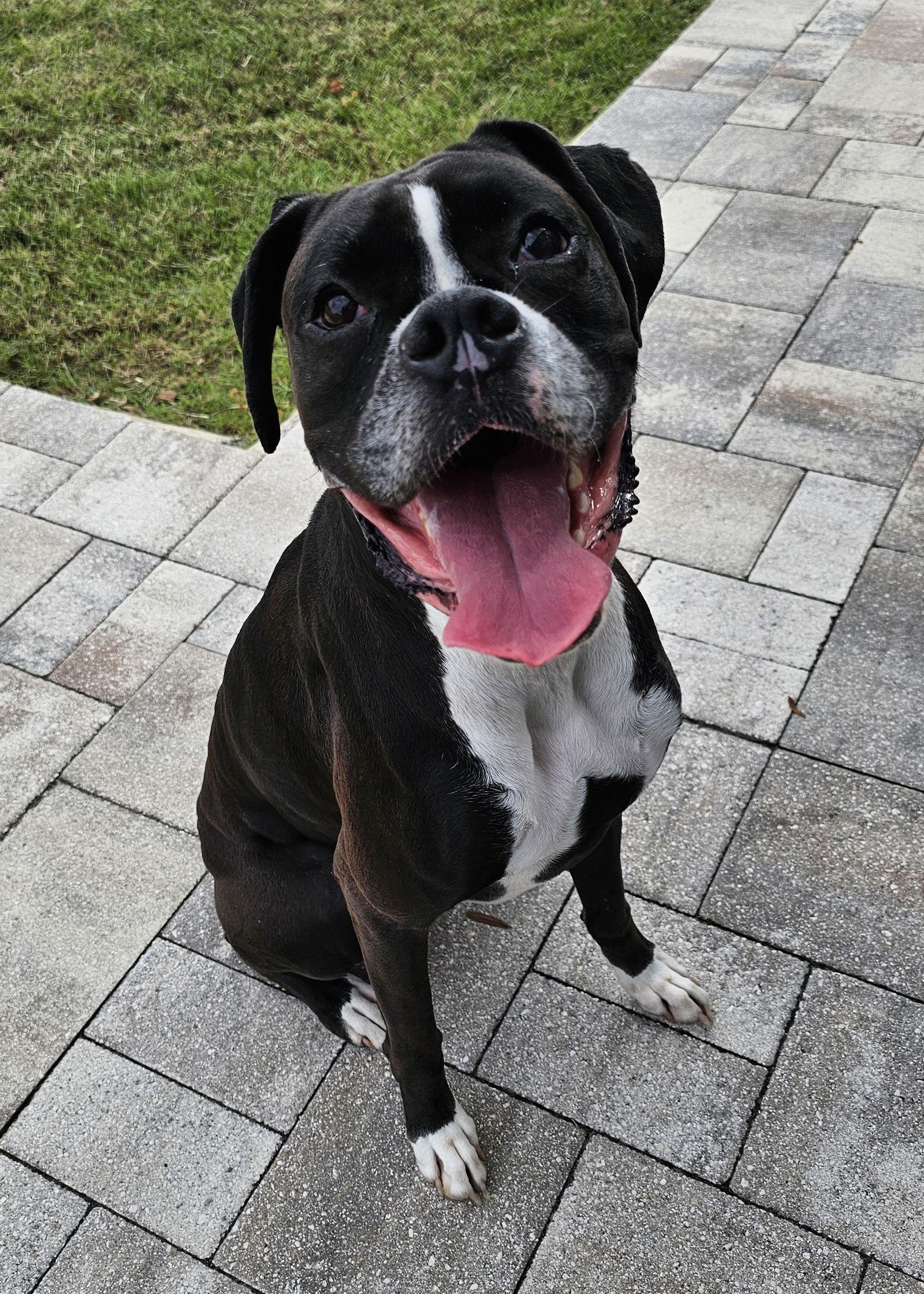 Enlarge Luna F26-001, a Adopted Boxer in Crestview, FL image 3/3