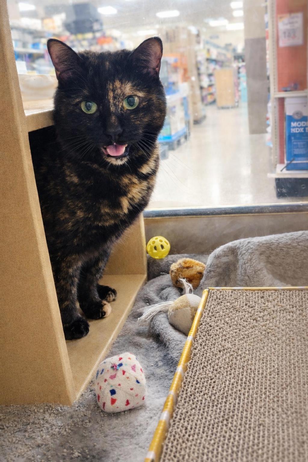 Enlarge Luna, a ADOPTABLE Domestic Short Hair in PHILADELPHIA, PA image 1/1