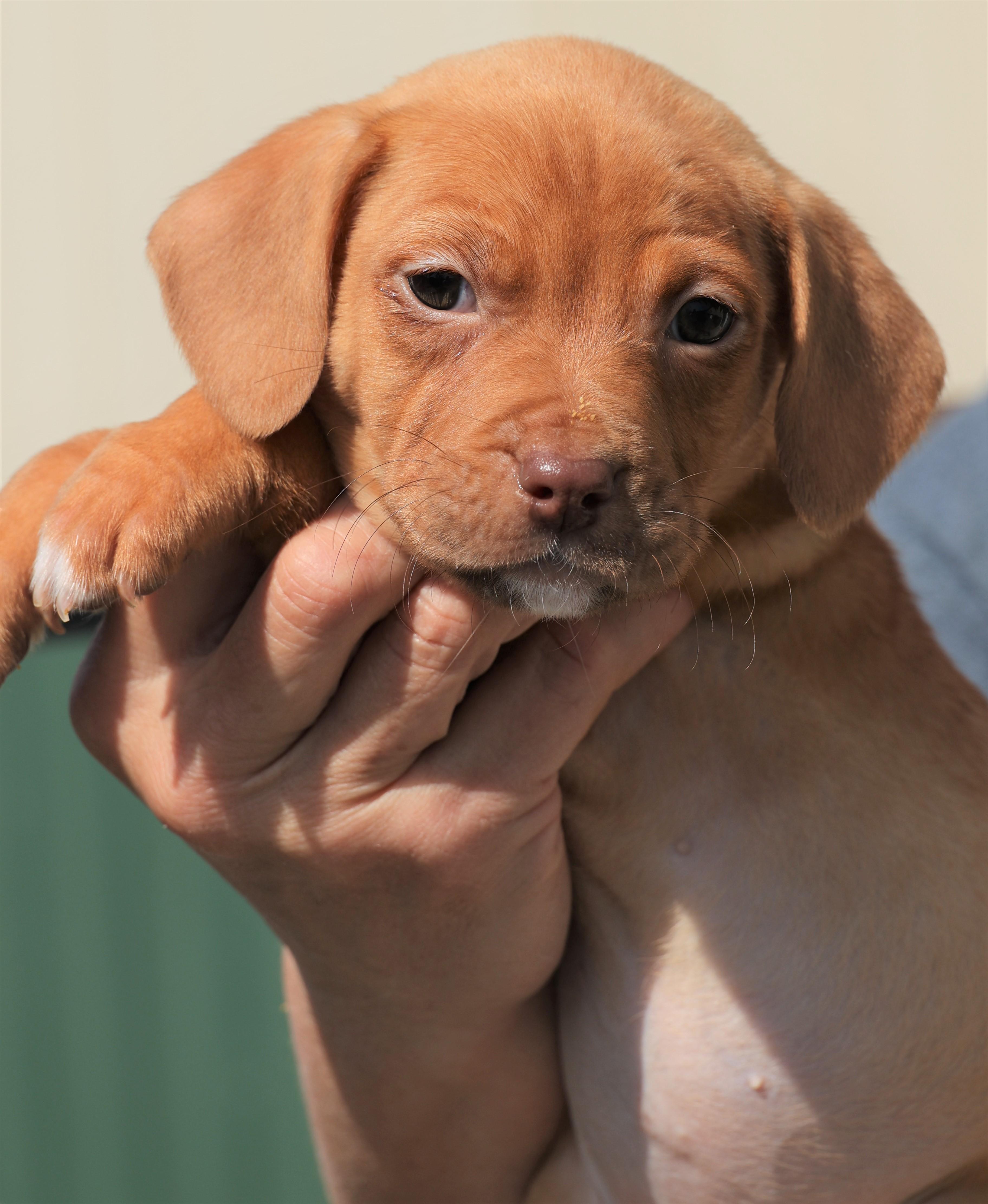 Enlarge Penelope - Pending! , an adoptable mixed breed in Frederick, MD image 3/6