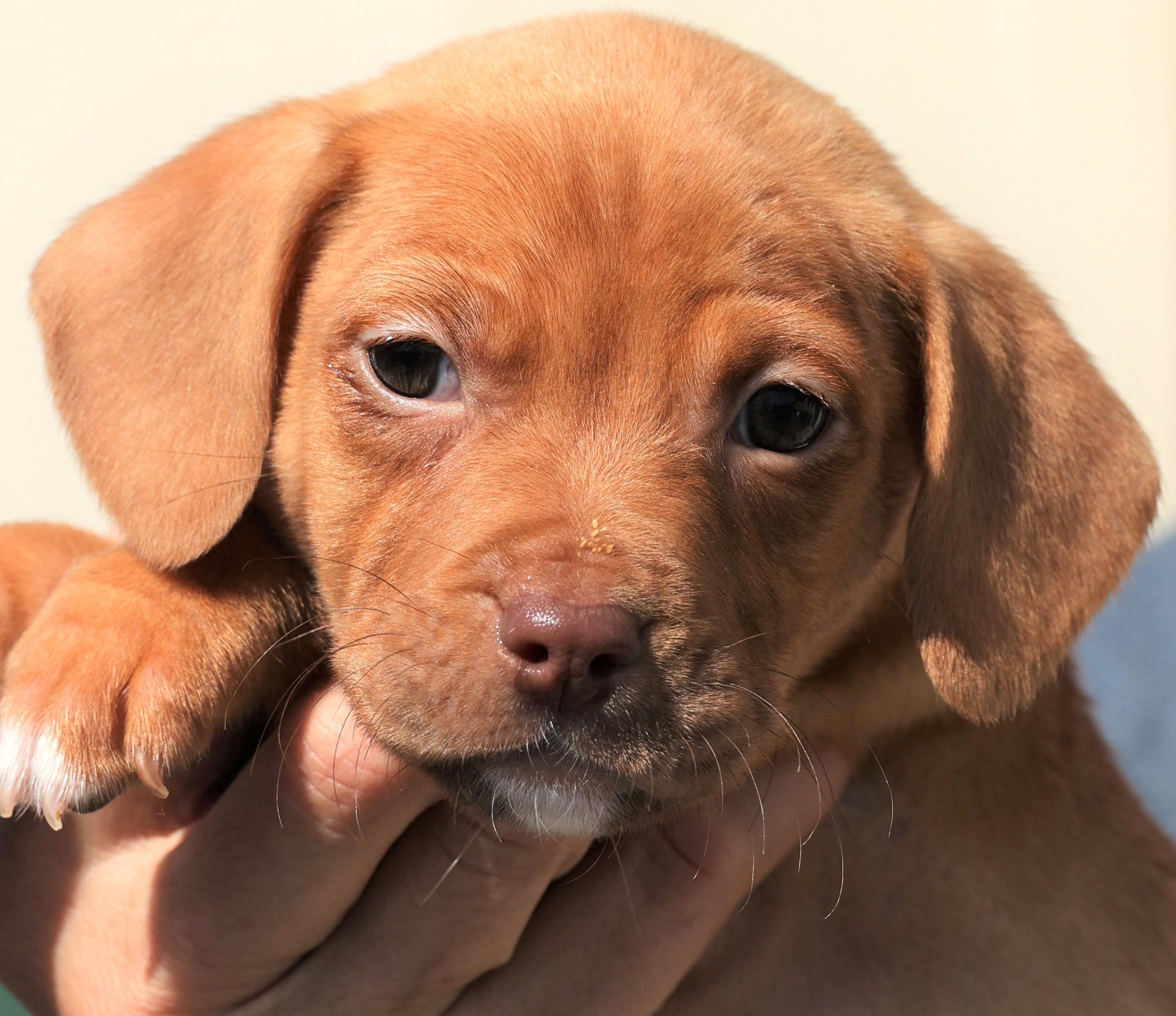 Penelope - Available! www.LHAR.dog to apply!, adoptable, Puppy Female Terrier & Pug.