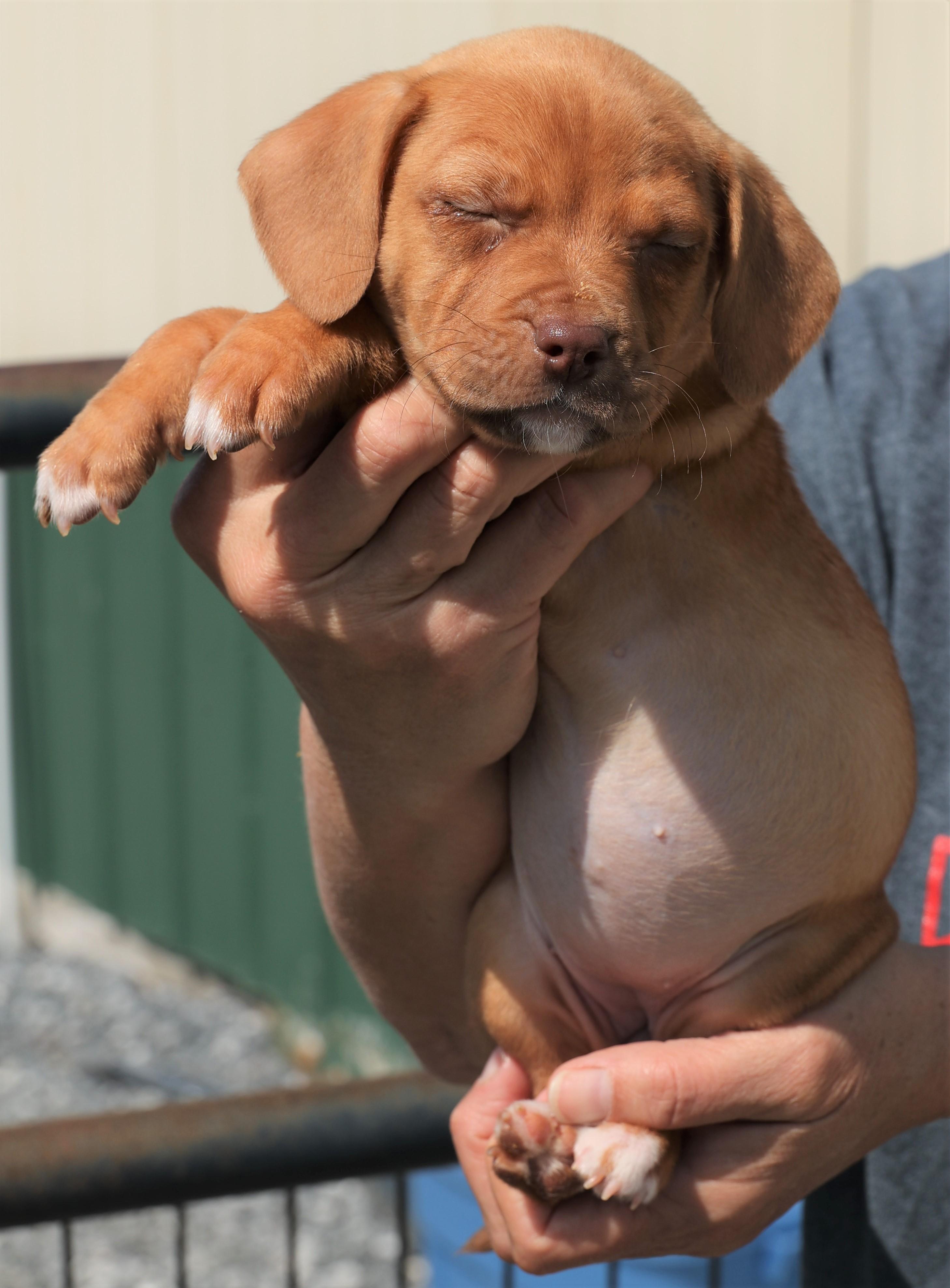 Enlarge Penelope - Pending! , an adoptable mixed breed in Frederick, MD image 6/6