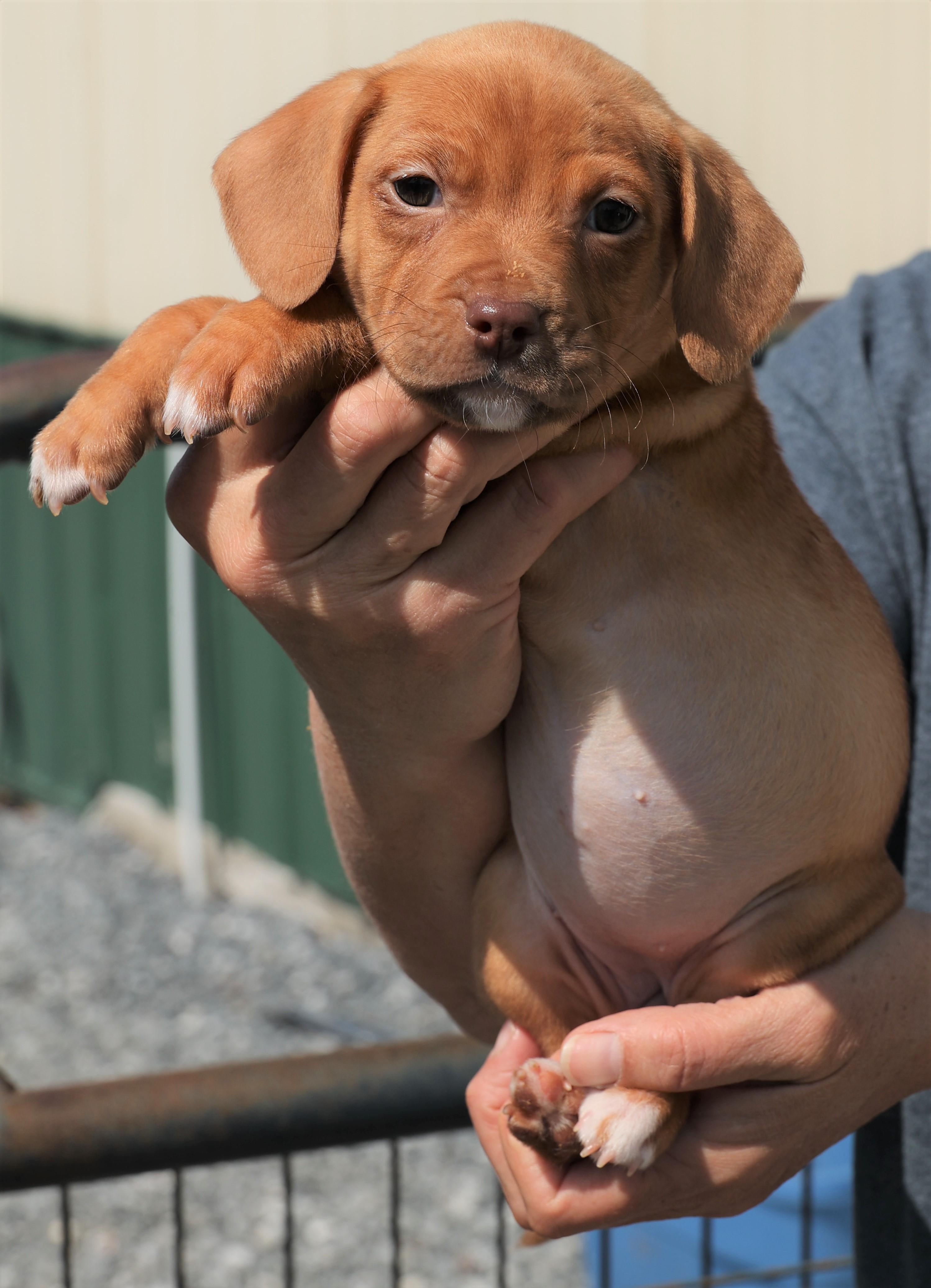 Enlarge Penelope - Pending! , an adoptable mixed breed in Frederick, MD image 5/6