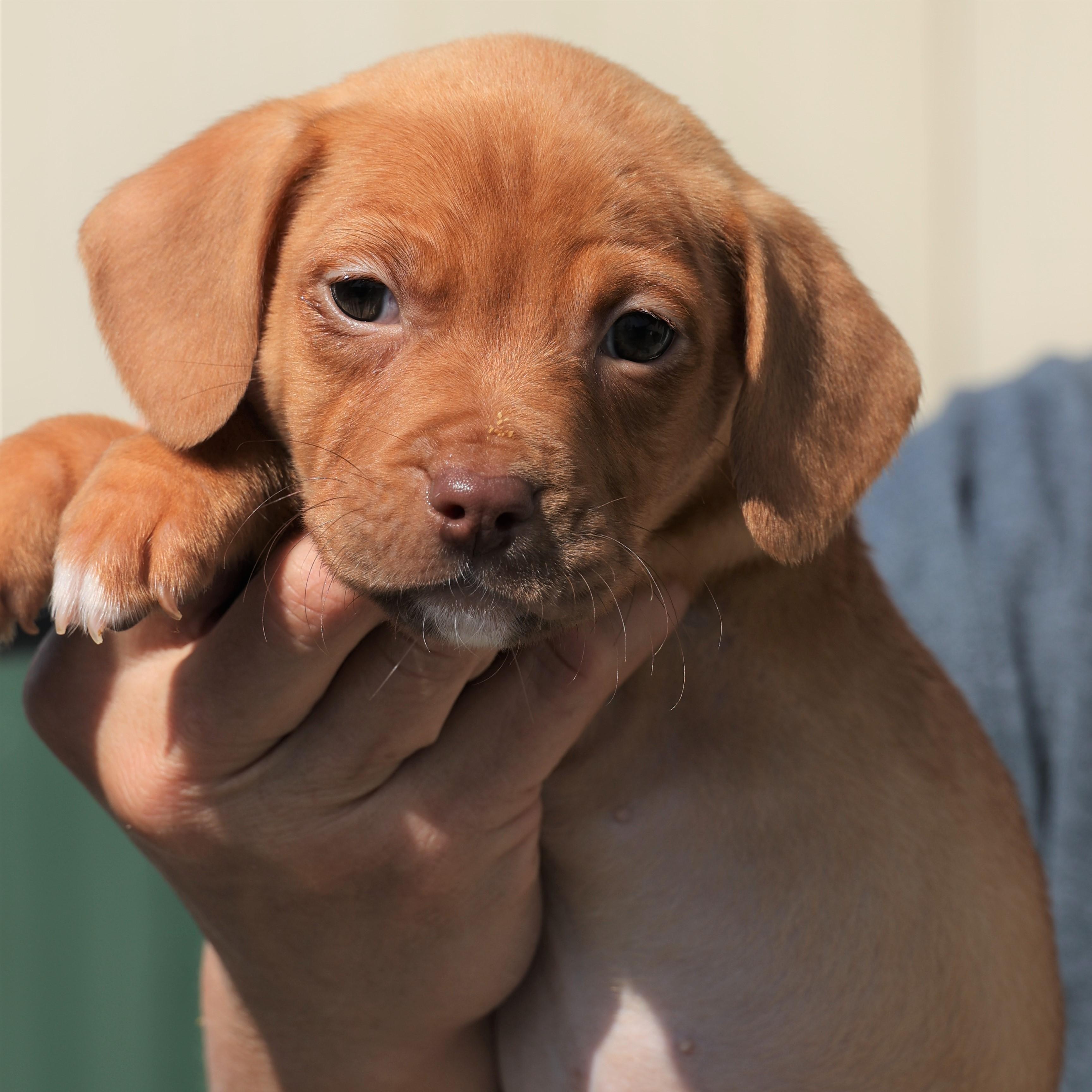 Enlarge Penelope - Pending! , an adoptable mixed breed in Frederick, MD image 2/6