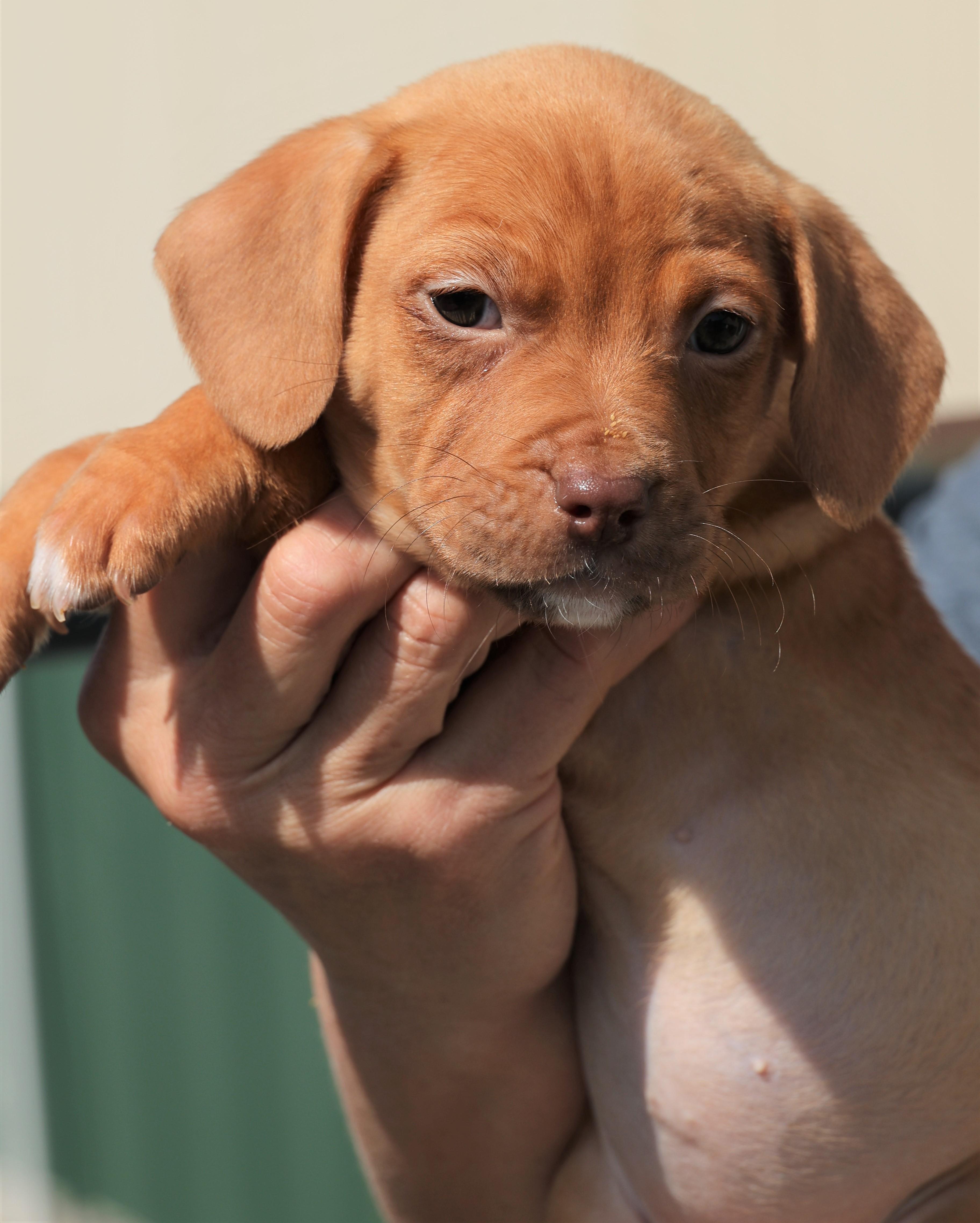 Enlarge Penelope - Pending! , an adoptable mixed breed in Frederick, MD image 4/6