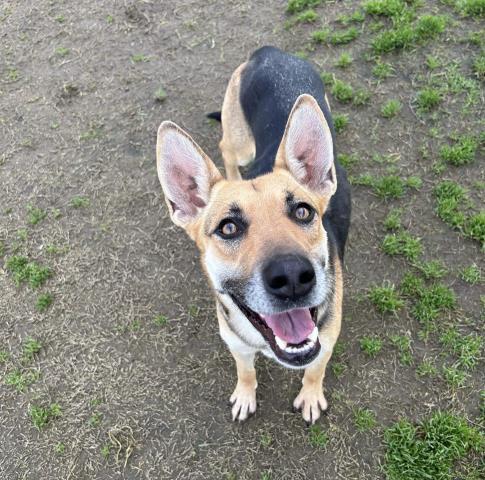 Nala *volunteer favorite 3