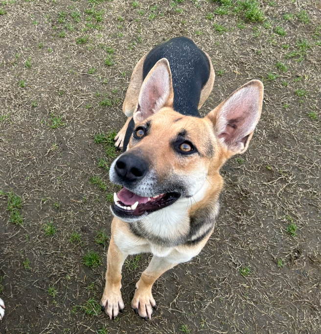 Nala *volunteer favorite 2