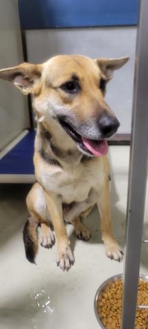 Nala *volunteer favorite