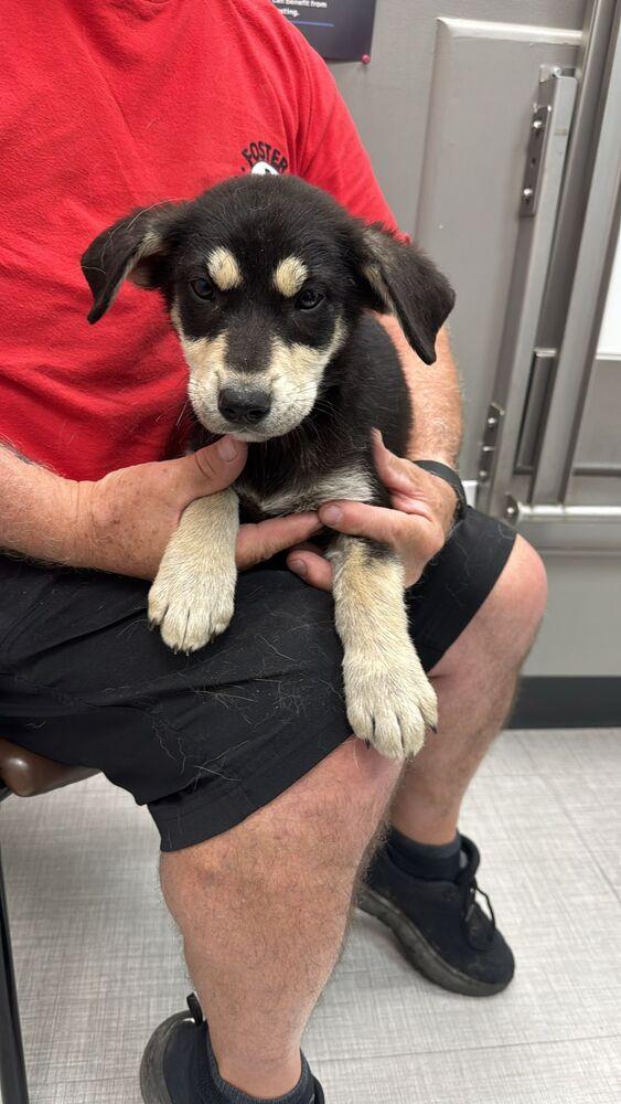 Cashew, Adoptable, Puppy Female Shepherd & Mixed Breed.