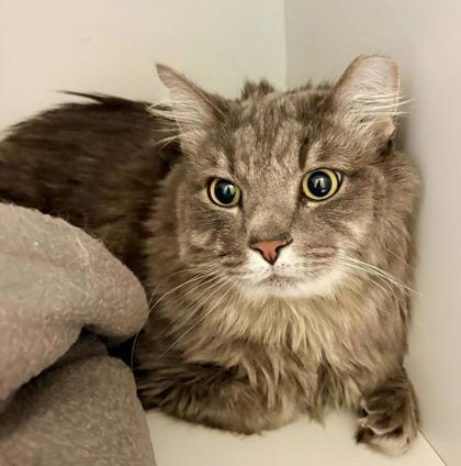 Marshmallow (& Cinderblock), Adoptable, Adult Male Domestic Medium Hair & Domestic Short Hair.