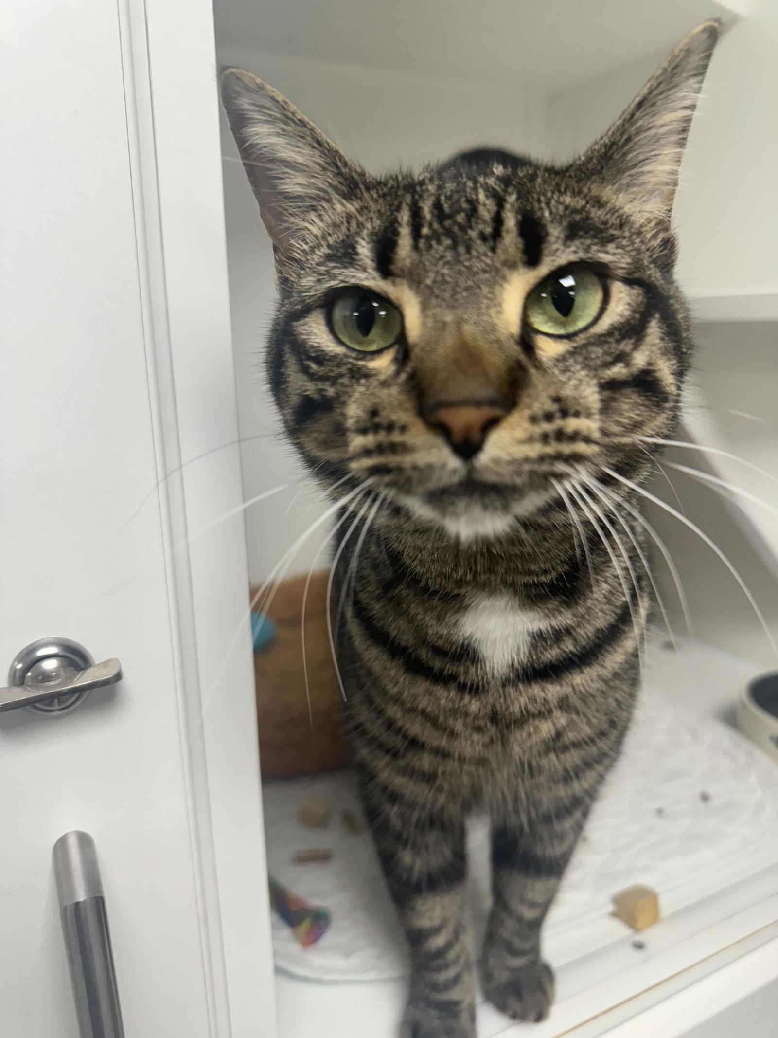 Lyric, Adoptable, Young Female Domestic Short Hair.