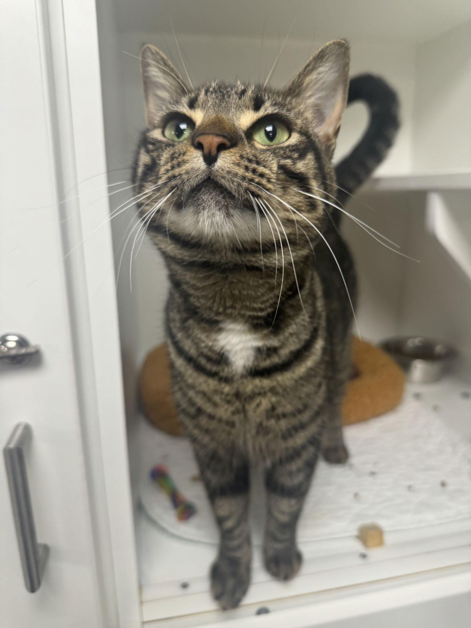 Enlarge Lyric, a Adoptable Domestic Short Hair in Satellite Beach, FL image 2/2