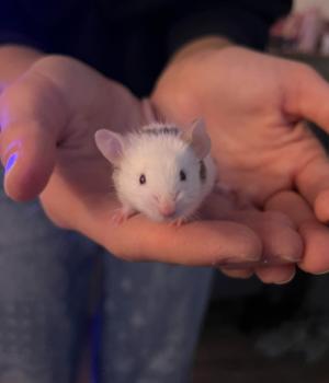 Oreo, adopted, Adult Male Mouse.