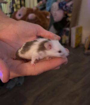 Enlarge Oreo, an adopted Mouse in Fitchburg, MA image 2/2