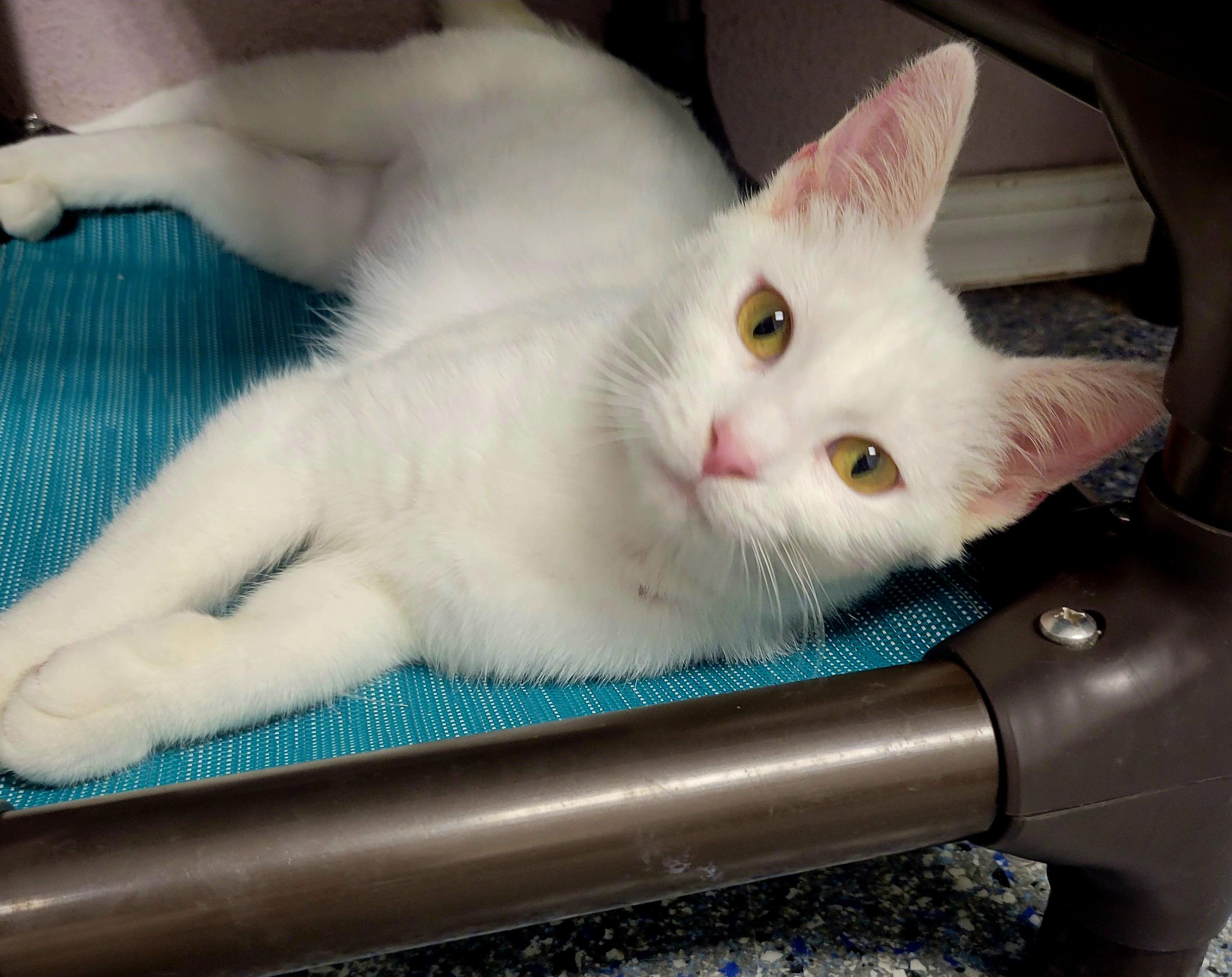 Blanca