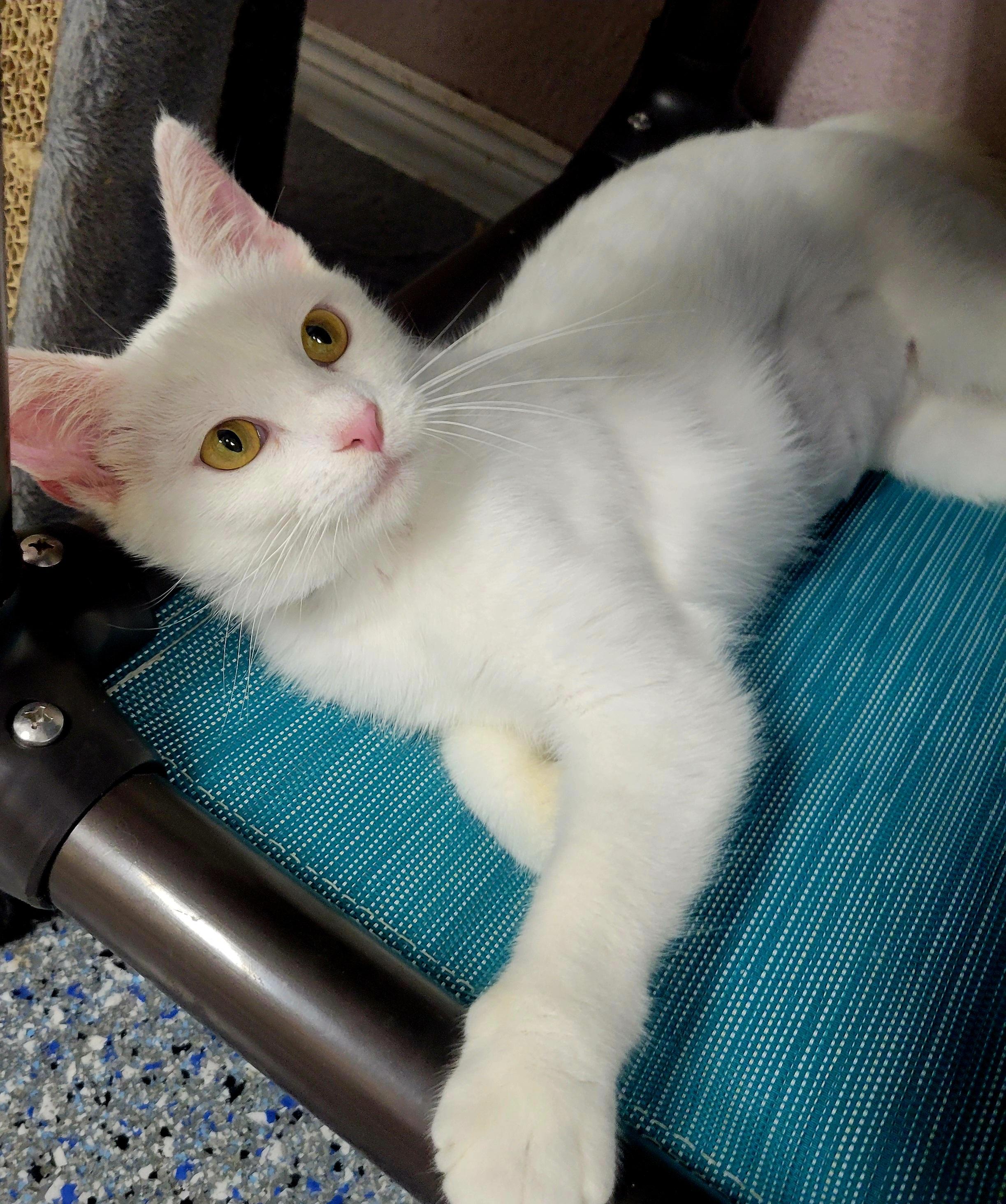 Blanca