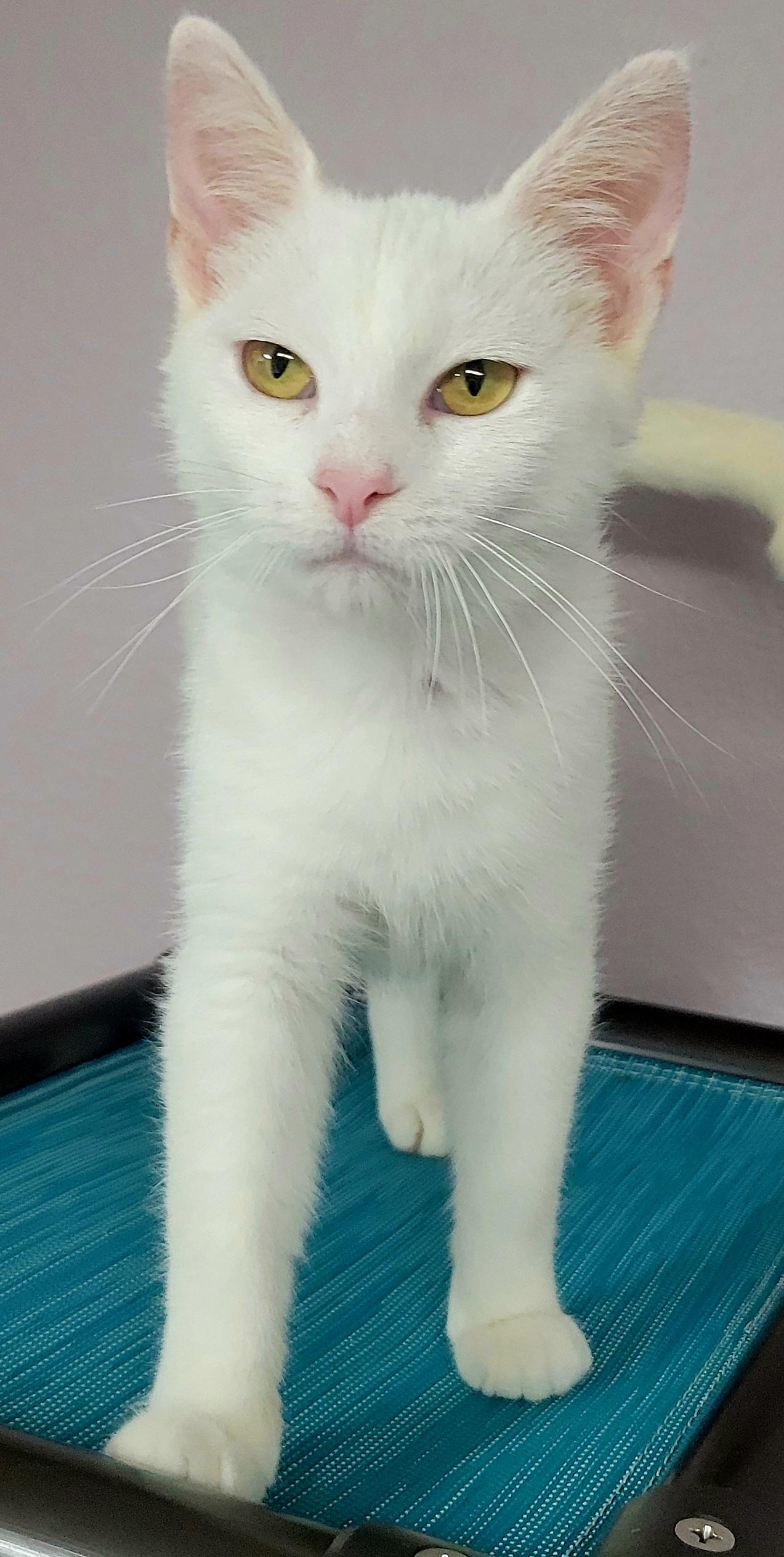 Blanca