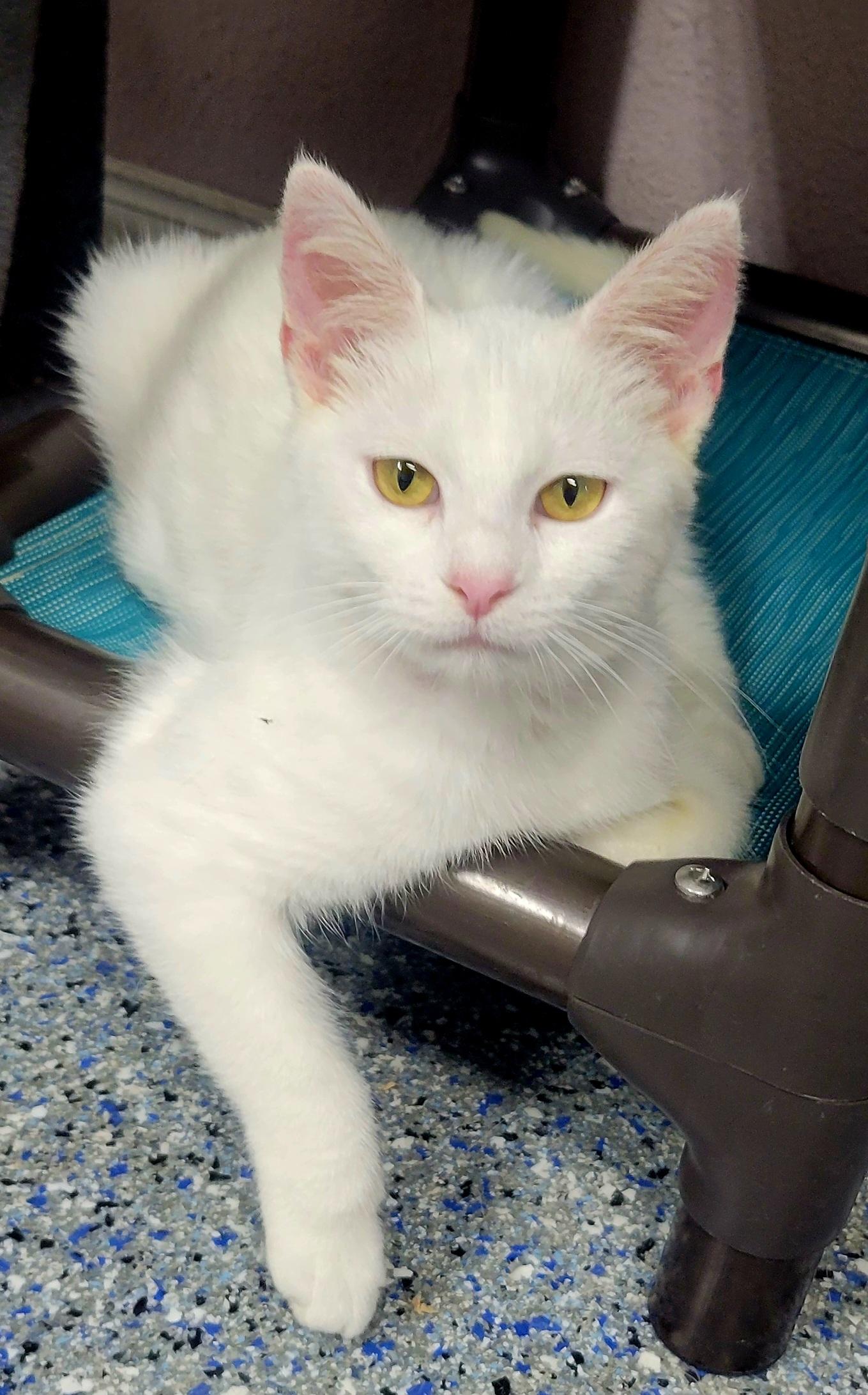 Blanca