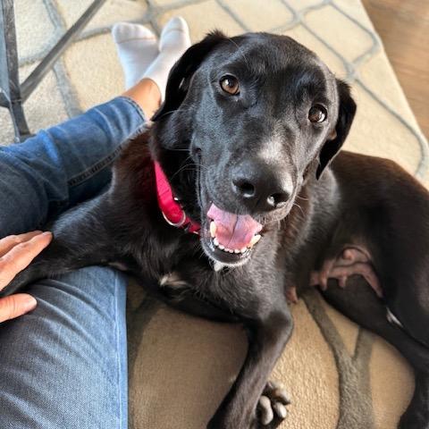 Pandora 21977 — thumbnail 3