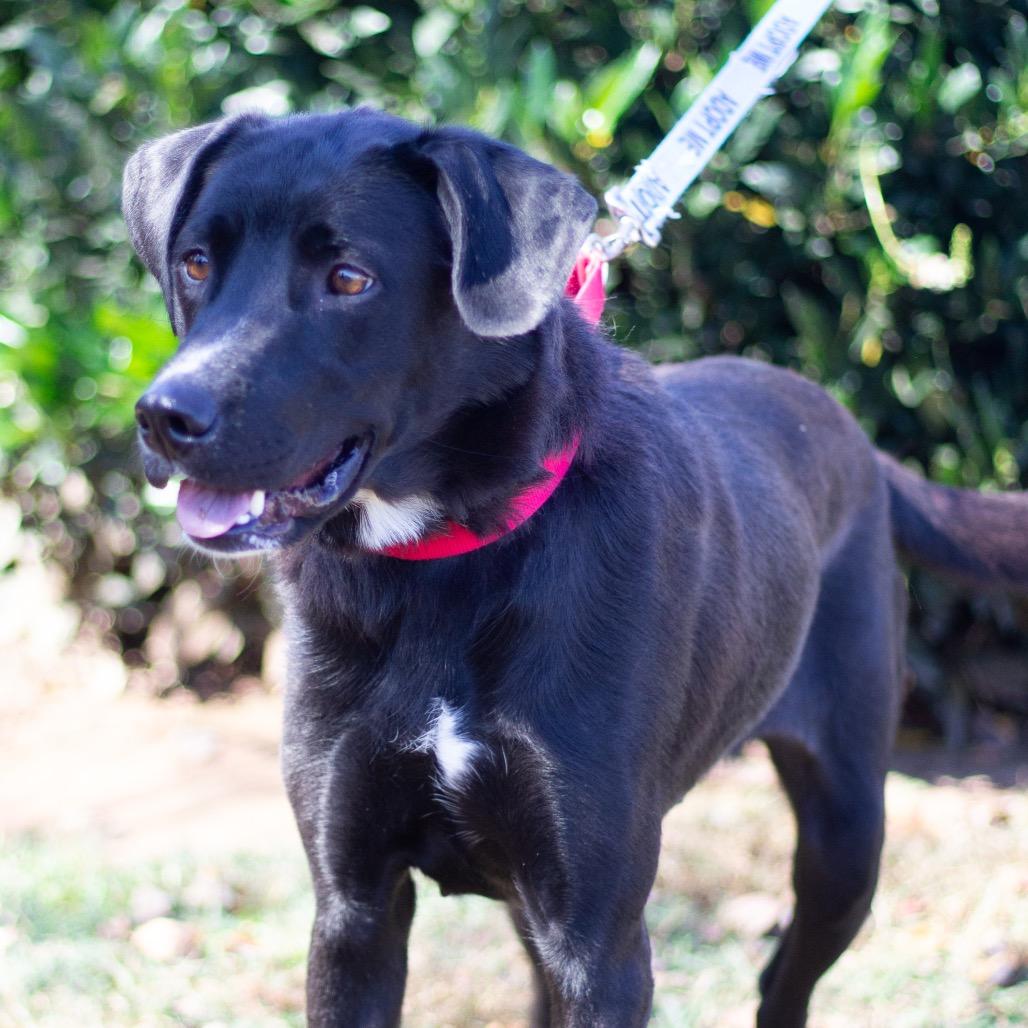 Pandora 21977 — thumbnail 4