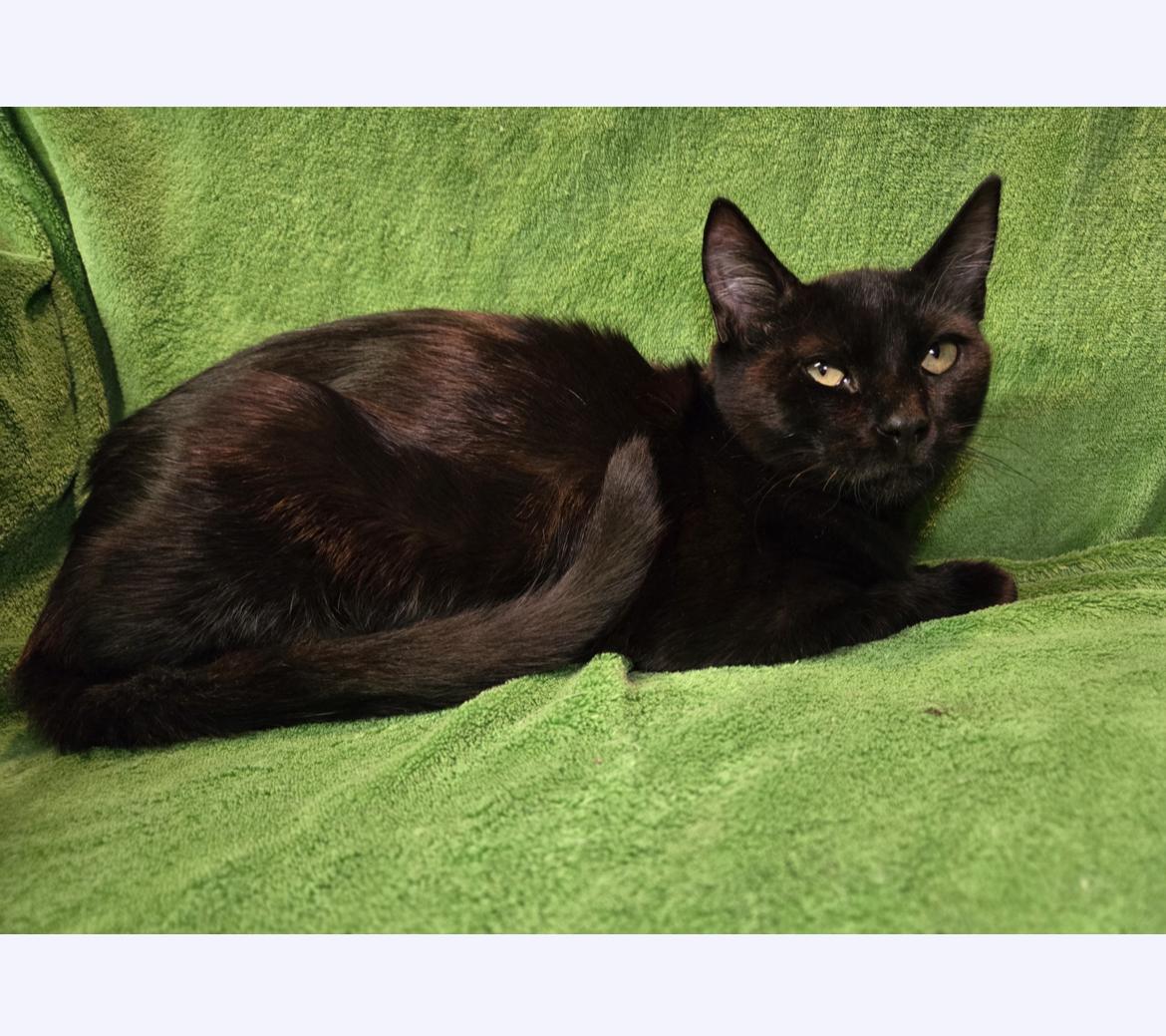 Enlarge No. 2 Pencil, a Adoptable Domestic Short Hair in Stoughton, WI image 1/1