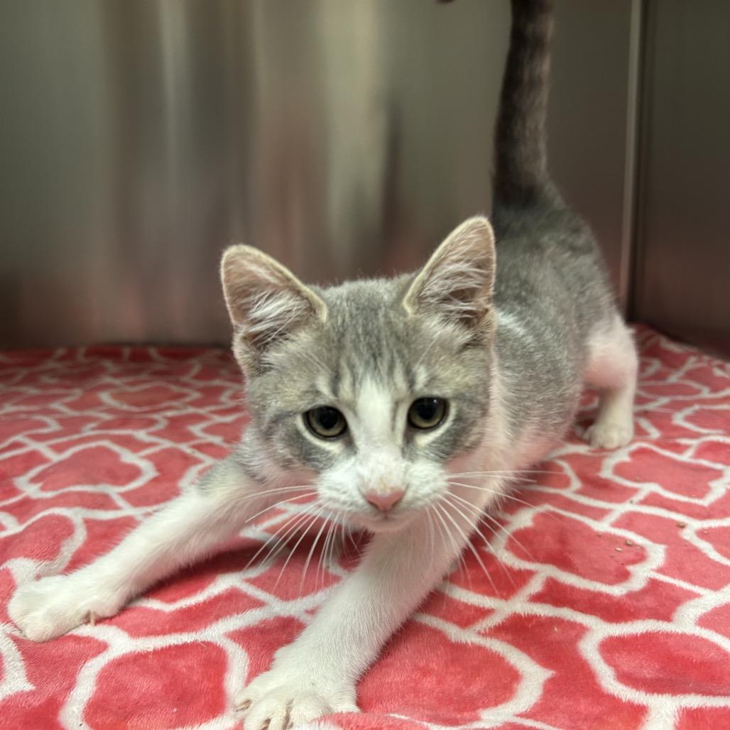 Bang, Adoptable, Kitten Male Domestic Short Hair.