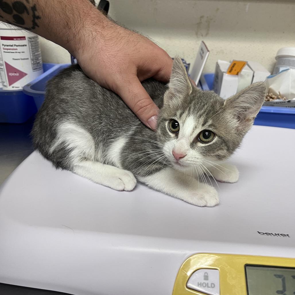 Bang, Adoptable, Kitten Male Domestic Short Hair.