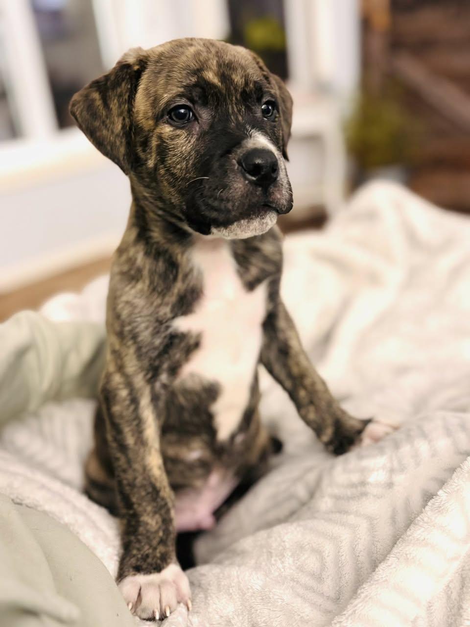 Monty, a Adoptable Mastiff in Edmonton, AB image 1/4