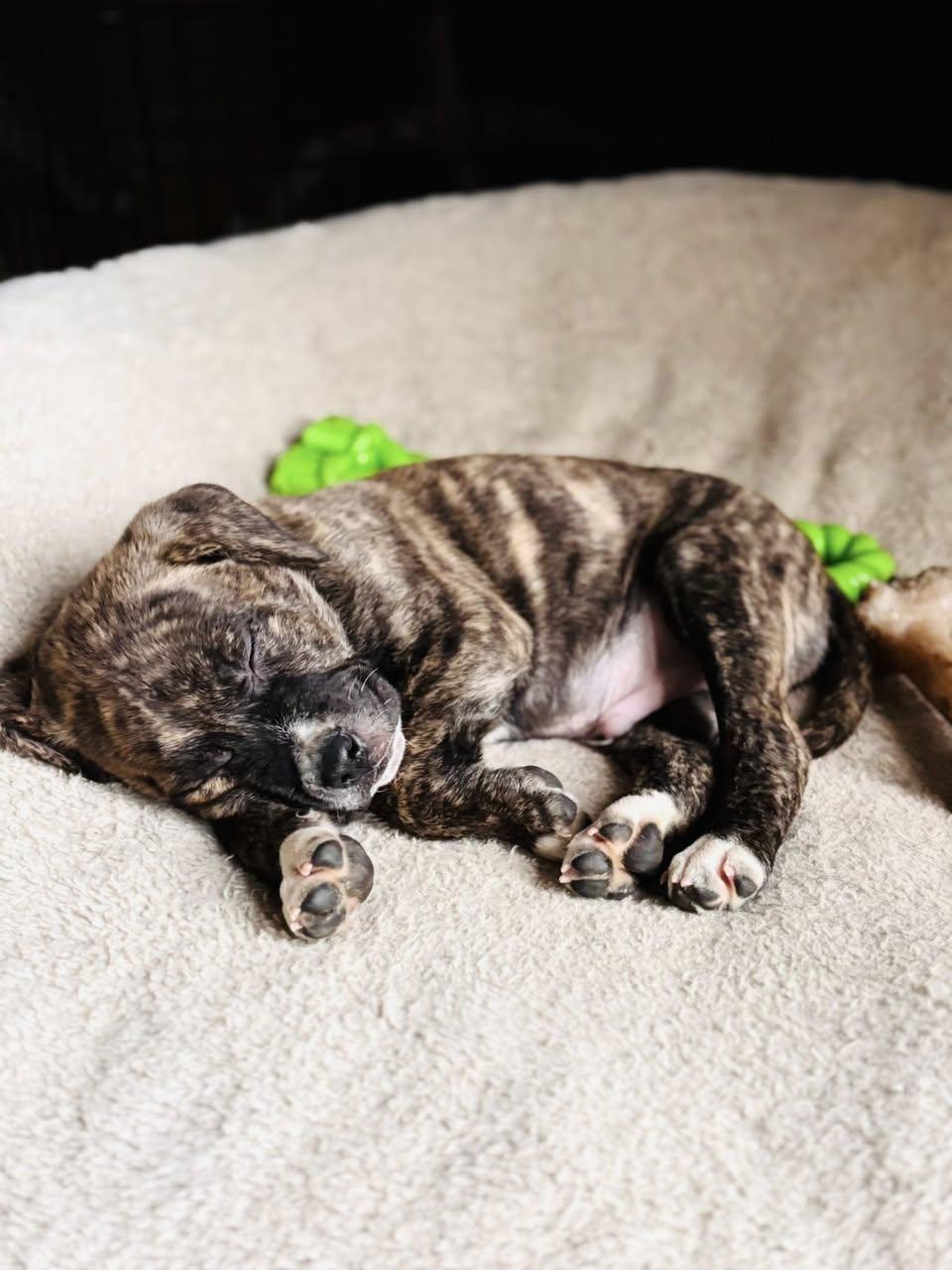 Monty, a Adoptable Mastiff in Edmonton, AB image 2/4