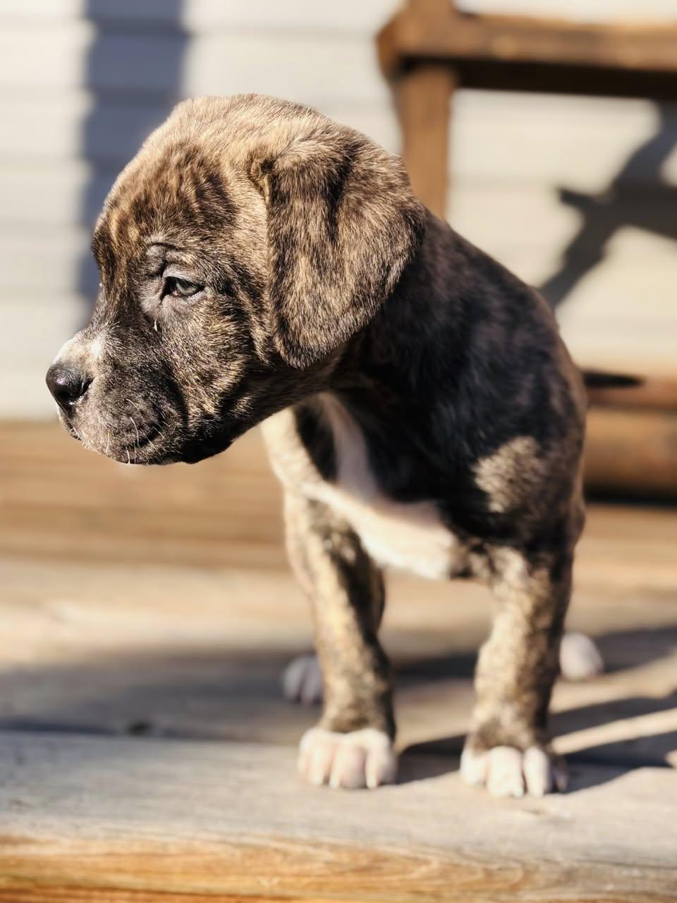 Monty, a Adoptable Mastiff in Edmonton, AB image 3/4