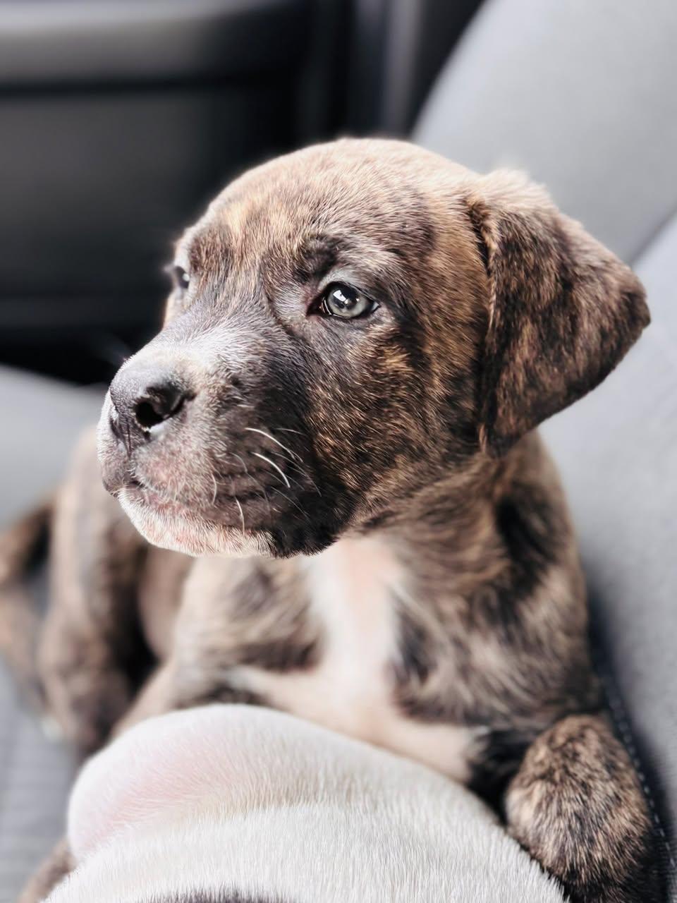 Monty, Adoptable, Puppy Male Mastiff.