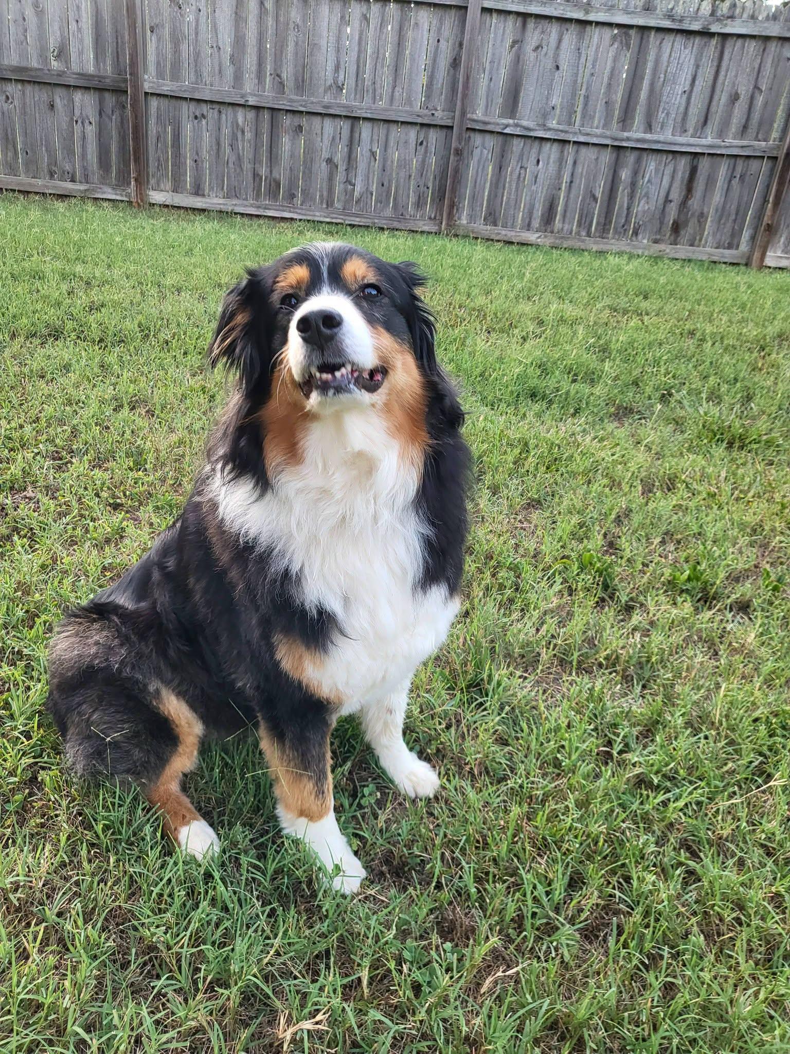 Gracie, an adopted Australian Shepherd in Salisbury, NC image 2/4