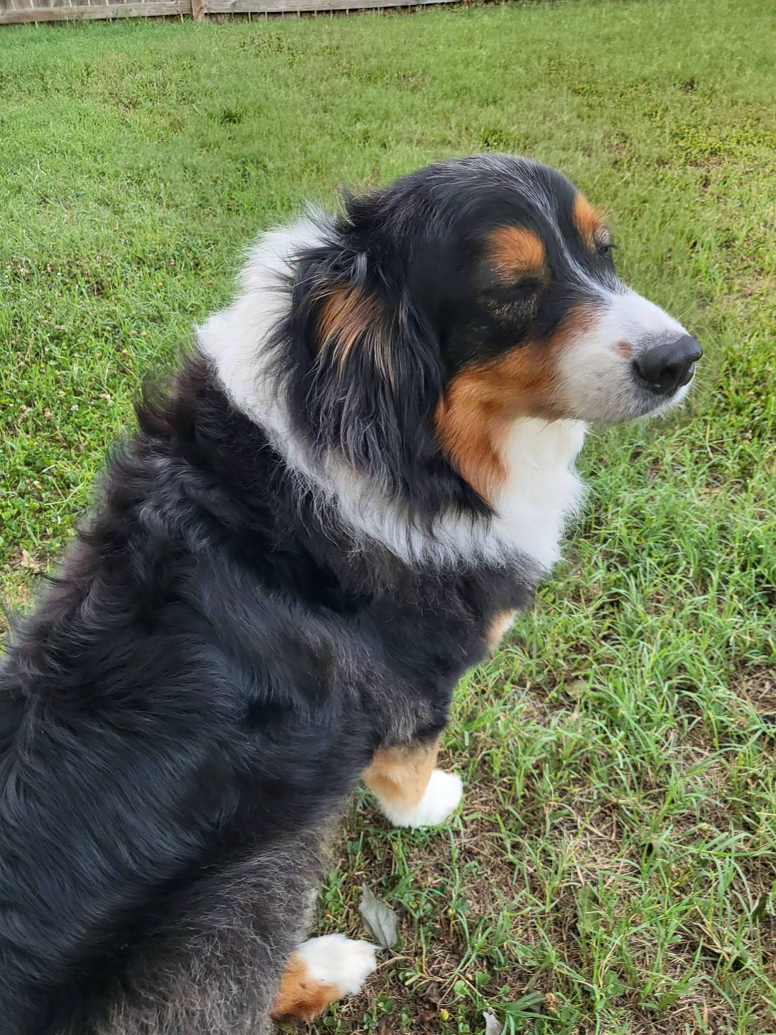 Gracie, an adopted Australian Shepherd in Salisbury, NC image 4/4